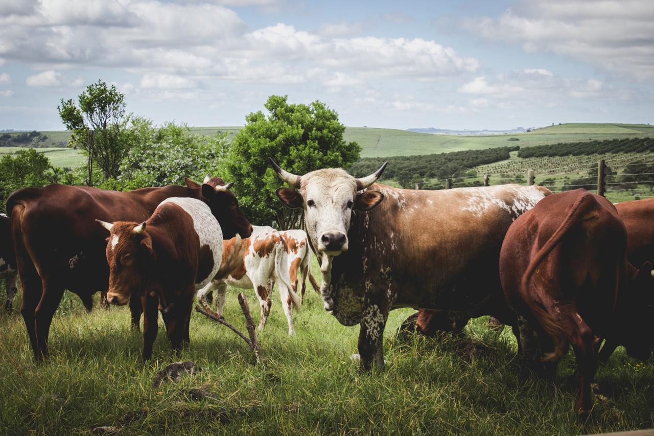 Oribi Gorge Guest Farm Otel Glendale Dış mekan fotoğraf