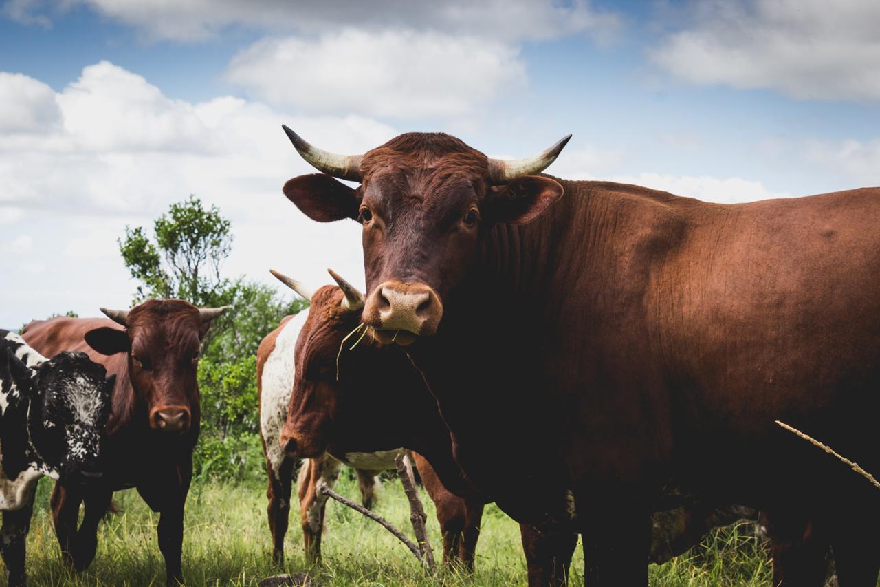 Oribi Gorge Guest Farm Otel Glendale Dış mekan fotoğraf